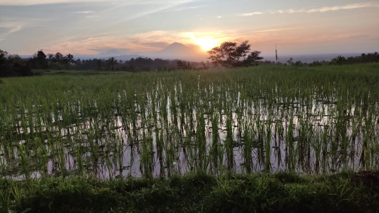 Tegal Jero Homestay Jatiluwih Εξωτερικό φωτογραφία