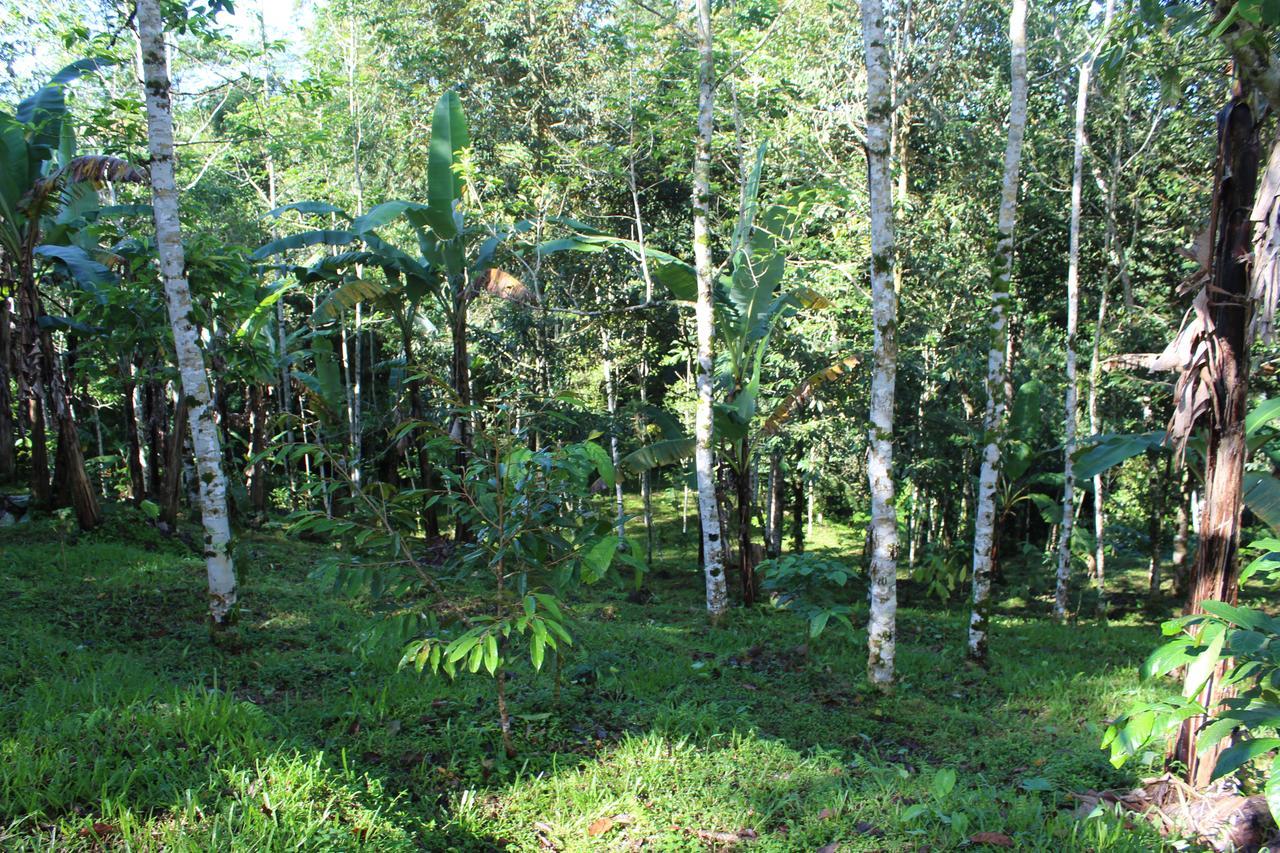 Tegal Jero Homestay Jatiluwih Εξωτερικό φωτογραφία